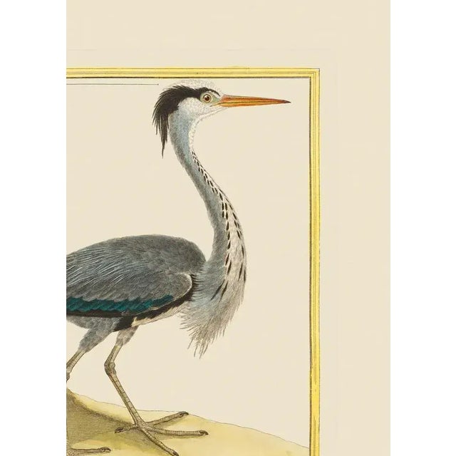 Here we have a grey heron. The print has the birds name in French at the bottom if you would like to do further study. The...