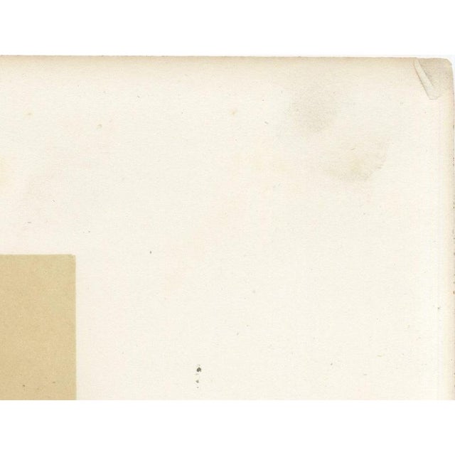 Gold Limousin Bull, Cattle Print After Melin, 1873, Paper For Sale - Image 8 of 12