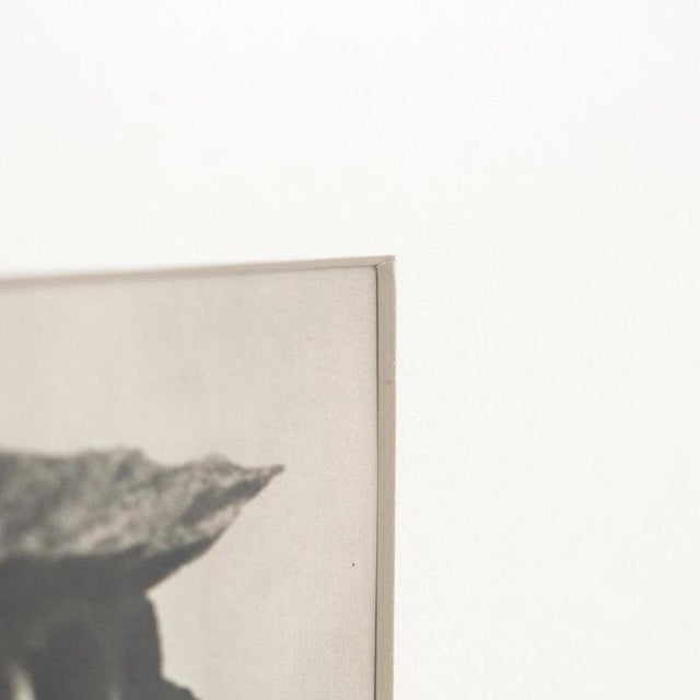 Modern Karl Blossfeldt, Natural Grace, 1942, Photogravure, Framed For Sale - Image 3 of 13