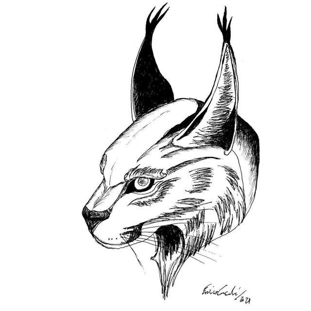 Contemporary Enrico Josef Cucchi, Lynx Portrait, Original China Ink Drawing, 2021 For Sale - Image 3 of 3