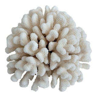 Large Natural Cluster Coral Specimen Coastal Decor For Sale