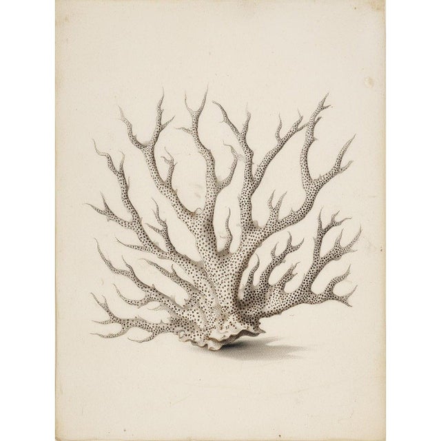 Illustration White Coral Botanical Fine Art Print No. 4 - Natural History Coastal Illustration | Neutral Color Palette For Sale - Image 3 of 3