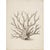 Illustration White Coral Botanical Fine Art Print No. 4 - Natural History Coastal Illustration | Neutral Color Palette For Sale - Image 3 of 3