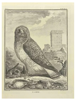 C. Haussard, La Buse, Etching, 1771