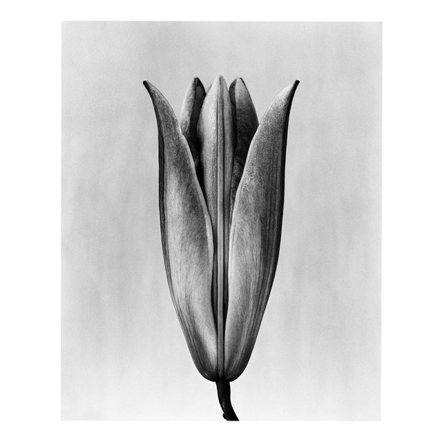 Lily 23 Black and White Analogue Floral Photography Edition of 10 2023 For Sale