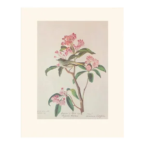 Cuvier's Regulus After Audubon, 1966 Cottage Print