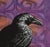 This raven portrait was painted in watercolor, ink, and gouache on arches watercolor paper. i’m fascinated by crows and...