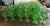 1970s Fostoria Green Moonstone Sherbet Glasses Set 4 For Sale - Image 5 of 10