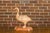 Italian 1920s Carved Wooden Duck Sculpture with Painted Accents For Sale - Image 9 of 12