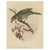 Antique bird print titled 'Ailuraedus Melanotus'. This print depicts the Black-Cheek Cat Bird. Originates from 'A...