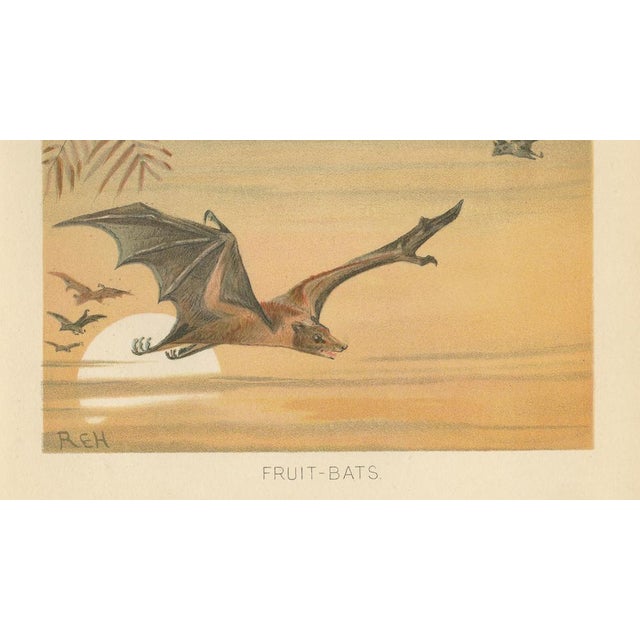 Late 19th Century After Wilhelm Kuhnert, Fruit Bats Nocturnal Mammals, 1894, Paper For Sale - Image 5 of 9