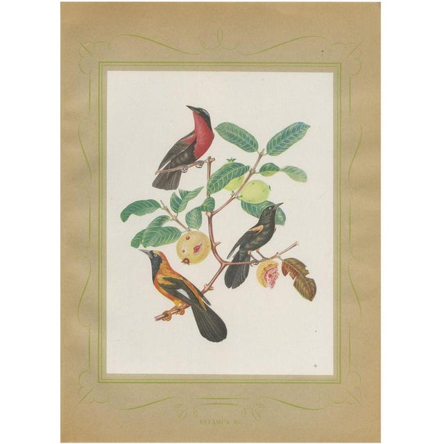 Descourtilz, Orioles and Tanagers on a Guava, Brazilian Bird Print, 1944, Paper For Sale - Image 12 of 12
