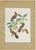 Descourtilz, Orioles and Tanagers on a Guava, Brazilian Bird Print, 1944, Paper For Sale - Image 12 of 12