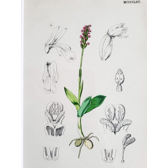 Orchids, 19th Century, Hand Coloured Print Montage For Sale - Image 7 of 13