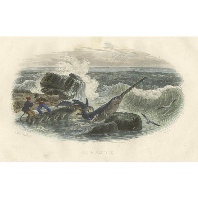 After Édouard Traviès, Le Squale Scie (Sawfish), 1840, Hand-Colored Engraving For Sale - Image 9 of 9
