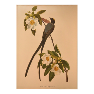 1990s John James Audubon: Fork-Tailed Flycatcher Vintage Bird Reproduction Print