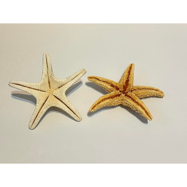 Late 20th Century Vintage Natural Starfish Specimens -2 For Sale - Image 5 of 6