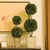 Real English boxwoods, preserved and painstakingly assembled by our masterful artists. Artfully arranged and preserved to...
