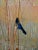 Dorr Bothwell -Blackbirds Feeding in a Wildlife Wetland Refuge-1957 Oil Painting For Sale - Image 4 of 11
