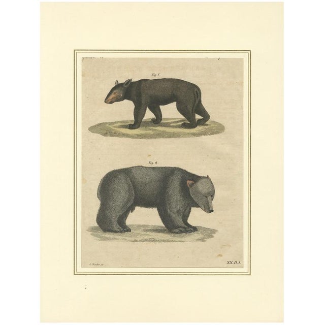 Bertuch, Tapir & Bear Zoological, 1800, Engraving For Sale - Image 9 of 9