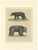 Bertuch, Tapir & Bear Zoological, 1800, Engraving For Sale - Image 9 of 9