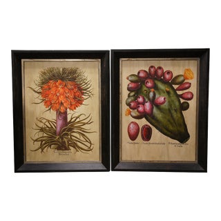 2 Large Botanical Prints Fruit Stem Indian Fig & Crown Imperial Fritillary For Sale