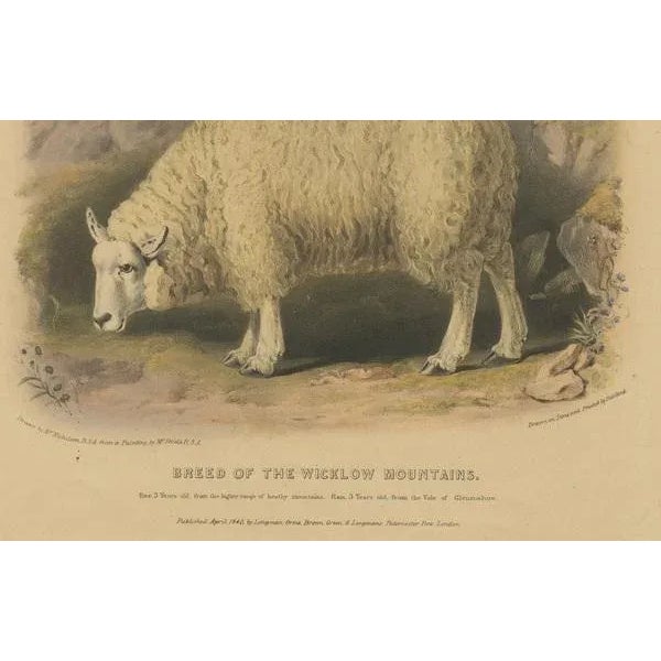 Fairland after W. Nicholson, Sheep from the Wicklow Mountains, 1842, Lithograph on Paper For Sale - Image 4 of 6