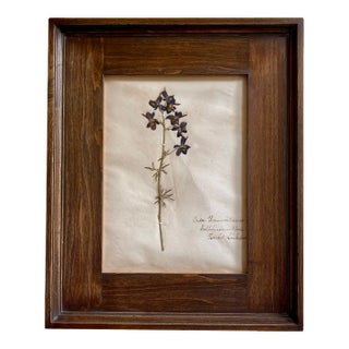 Antique Swedish Herbarium - Delphinium, Circa Late 19th Century For Sale