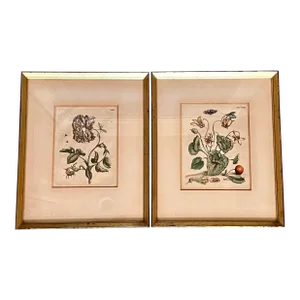 18th C. English Botanicals, Pair