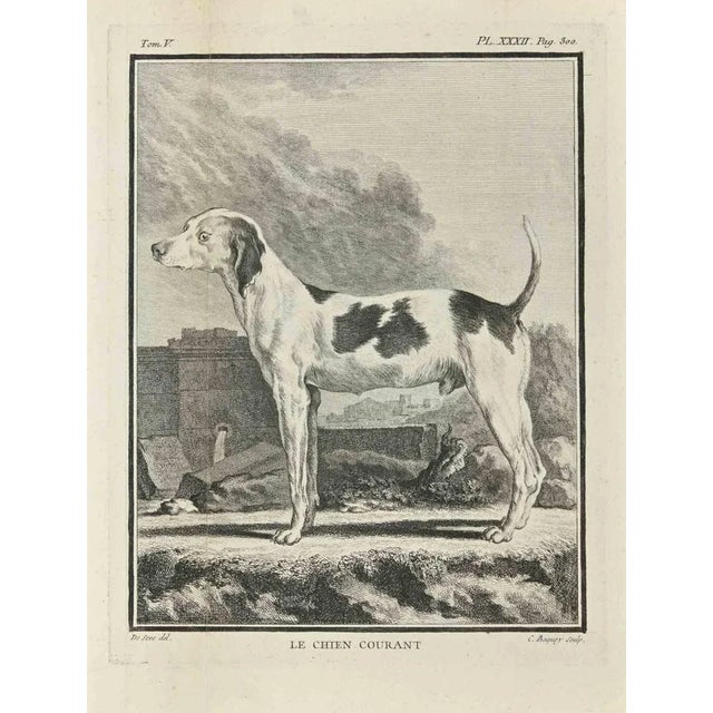 Le Chien Courant is an etching realized by Jean Charles Baquoy in 1771. The artwork Belongs to the suite "Natural, general...