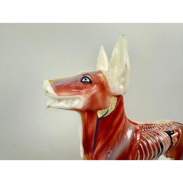 1970s Vintage Vinyl Dog Acupuncture Model, 1970s For Sale - Image 5 of 16