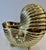 Italian Large Brass Nautilus Shell Bottle Cooler or Planter For Sale In West Palm - Image 6 of 9