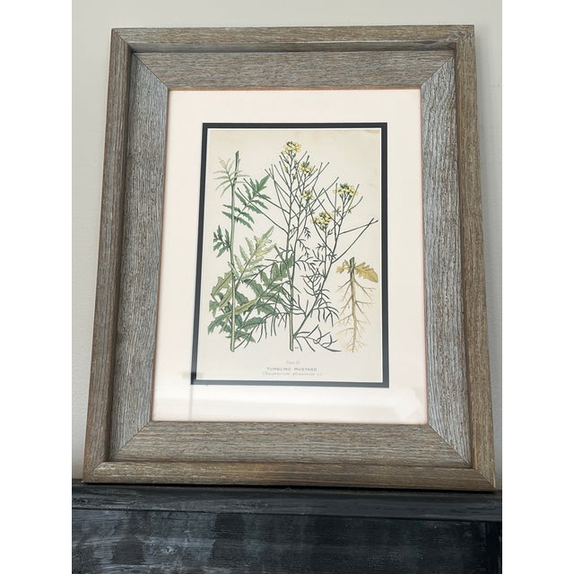 Early 20th Century Vintage Botanical Prints Framed Authentic 1910 Canadian Farm Weed Prints - Set of 4 For Sale - Image 5 of 7