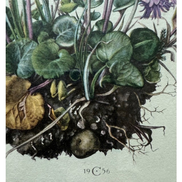 Mid 20th Century Vintage Framed Botanical Lithograph Featuring Alpine Snowbells For Sale - Image 5 of 8