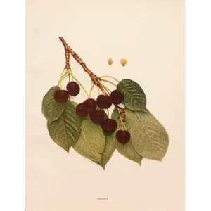 1900s U. P. Hedrick, Original Antique Photogravure of Knight Cherries