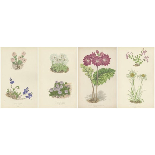George Bell and Sons, Botanical Quartet: Micomeria, Edelweiss, Primula, and Arabis, 1874, Lithographs, Set of 4 For Sale - Image 9 of 9