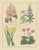 B. Maund, Botanical Illustrations, Hand-Colored Prints, 1836, Set of 2 For Sale - Image 9 of 10