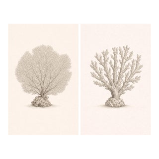Coastal Coral Study Set, Minimal Botanical Art Prints, 24" × 36" (Set of 2) For Sale