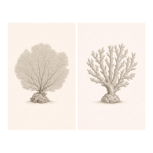 Coastal Coral Study Set, Minimal Botanical Art Prints, 24" × 36" (Set of 2)