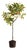 Faux Kumquat Tree Drop-In 33" For Sale