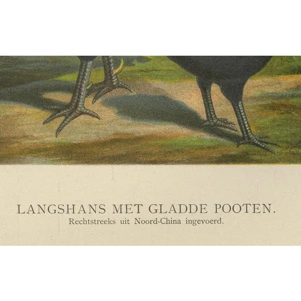The elegant langshan a rare 19th century poultry lithograph this impressive 19th century chromolithograph depicts a pair...