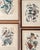 A charming set of four vintage framed offset prints from a series of bird and botanical paintings by Arthur Singer. Each...