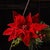 Contemporary GlitteredRed Poinsettia Flower Stem (Set of 2) For Sale - Image 3 of 3