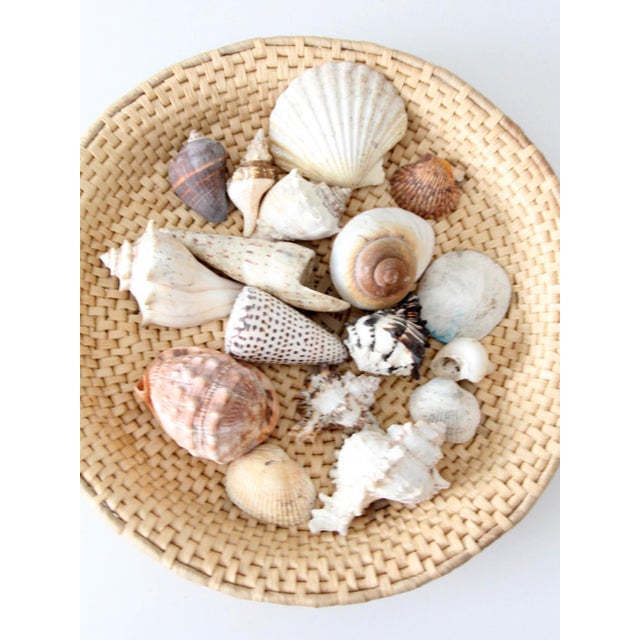 Mid 20th Century Vintage Collected Seashell Collection For Sale - Image 5 of 17