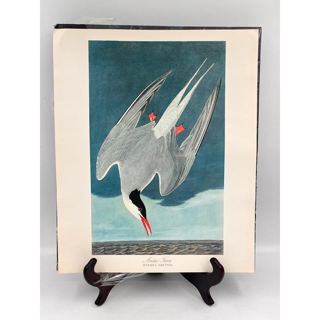 1964 Audubon Folio Lithograph Great Bird Paintings – “Arctic Tern” 17x14 For Sale - Image 9 of 9