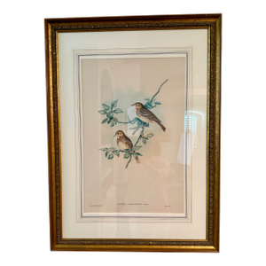 Mid 19th Century Framed Original John Gould Bird Print