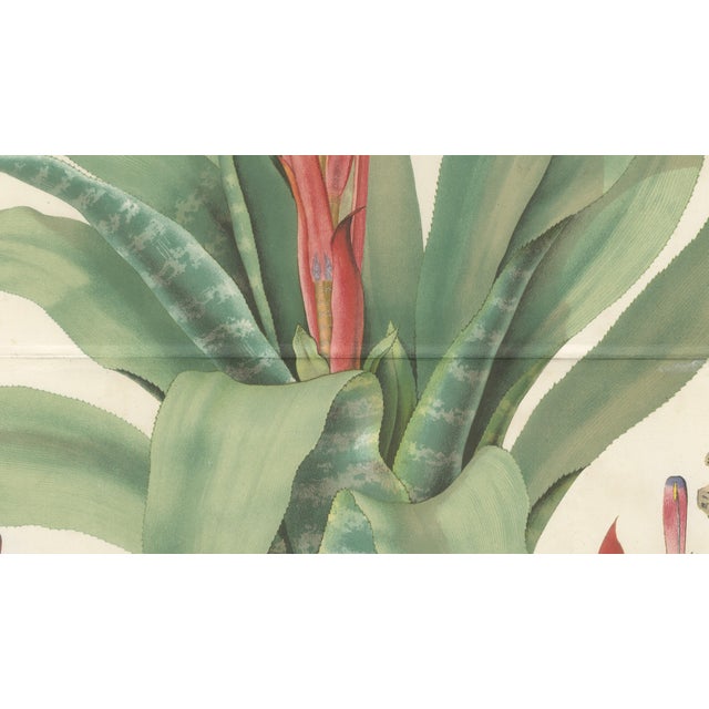 Mid 19th Century After De Vriese, Botanical Plate of Billbergia Thyrsoidea, 1856, Lithograph For Sale - Image 5 of 9