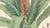 Mid 19th Century After De Vriese, Botanical Plate of Billbergia Thyrsoidea, 1856, Lithograph For Sale - Image 5 of 9