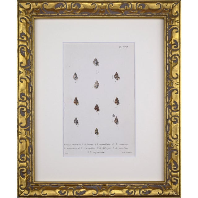 19th Century Antique Hand Colored English Shell Print by John Jeffreys 1869 For Sale In New York - Image 6 of 6