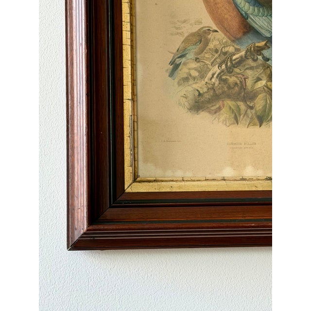 Wood Antique Burmese Roller Lithograph After j.g. Keulemans in Deep Wood Frame For Sale - Image 7 of 11